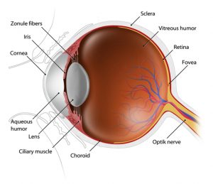 Anatomy of an Eye
